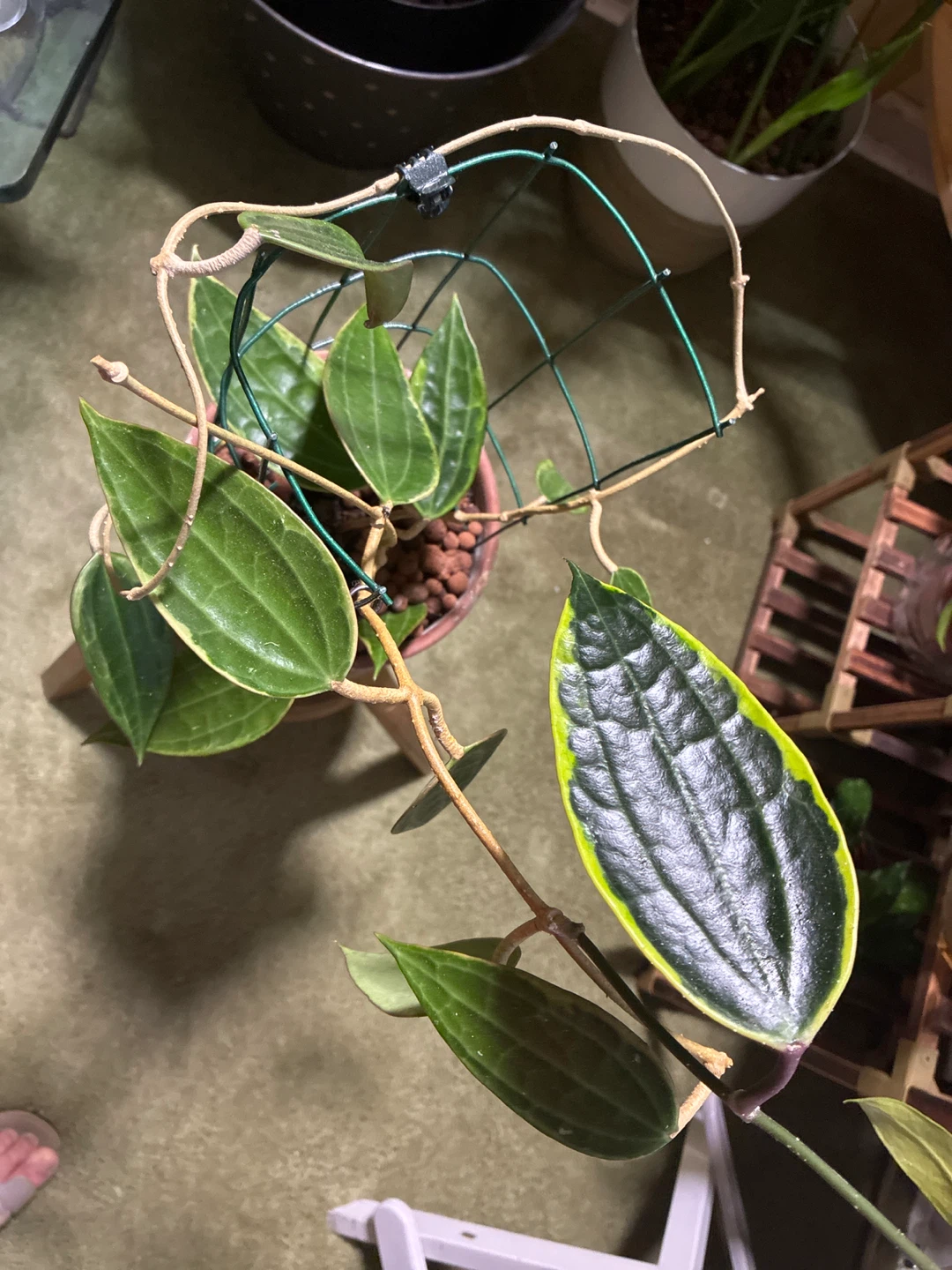 Potted Hoya Latifolia Plant