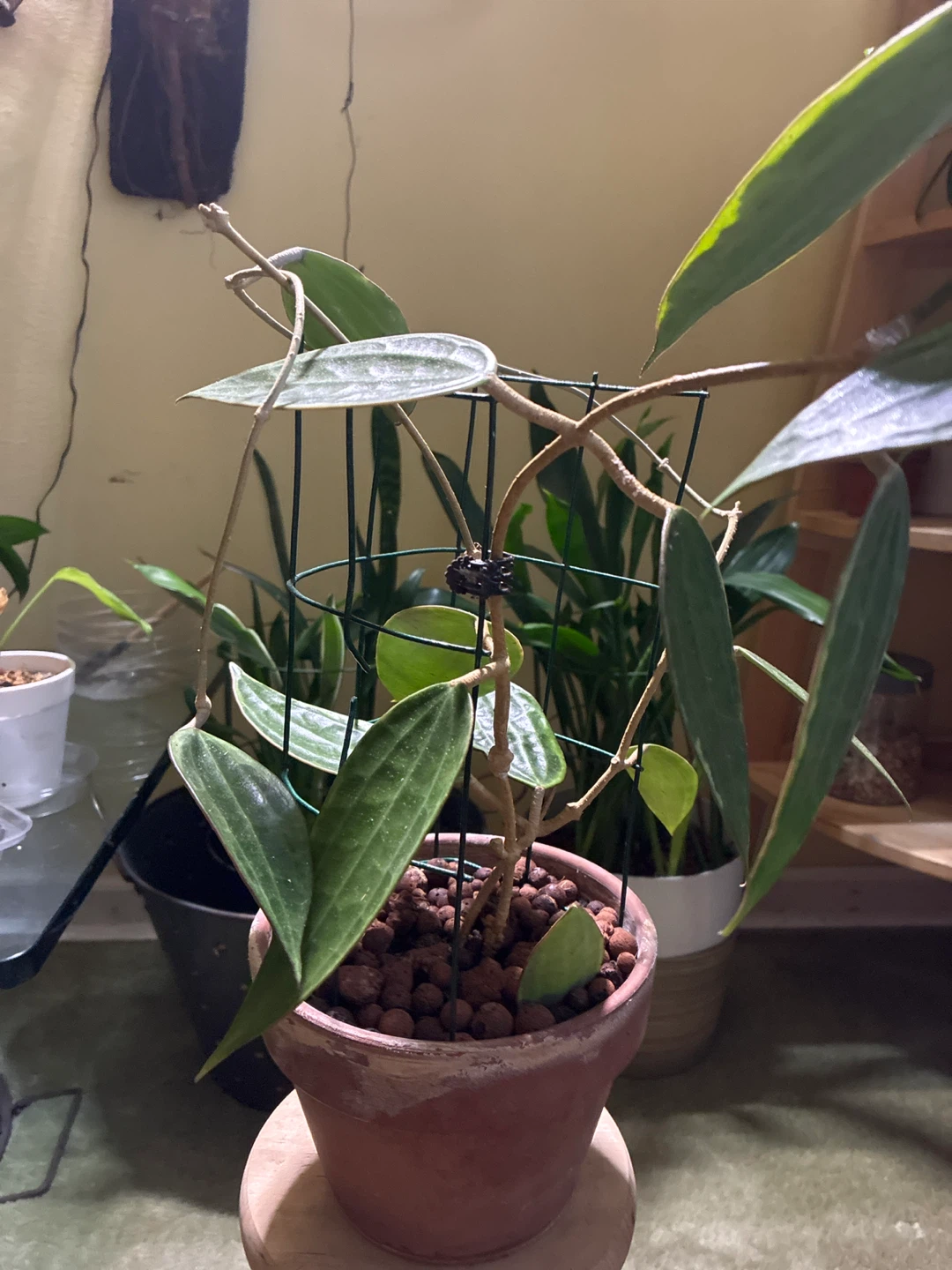 Potted Hoya Latifolia Plant - photo 2