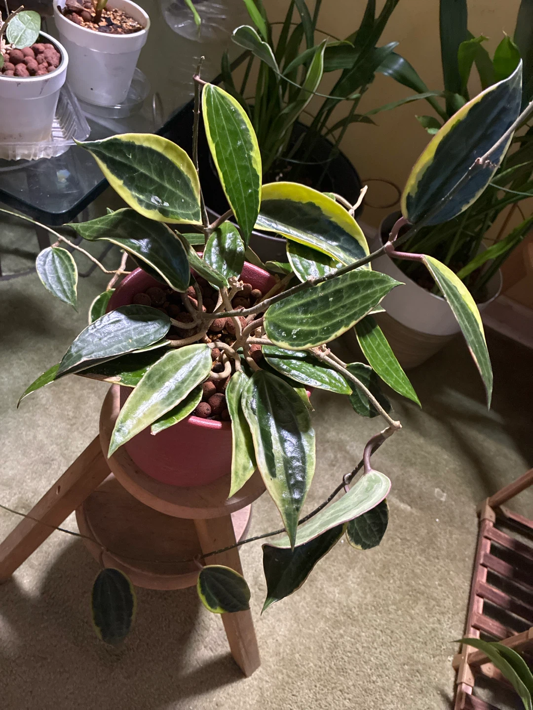 Hoya Macrophyllia Variegated Plant