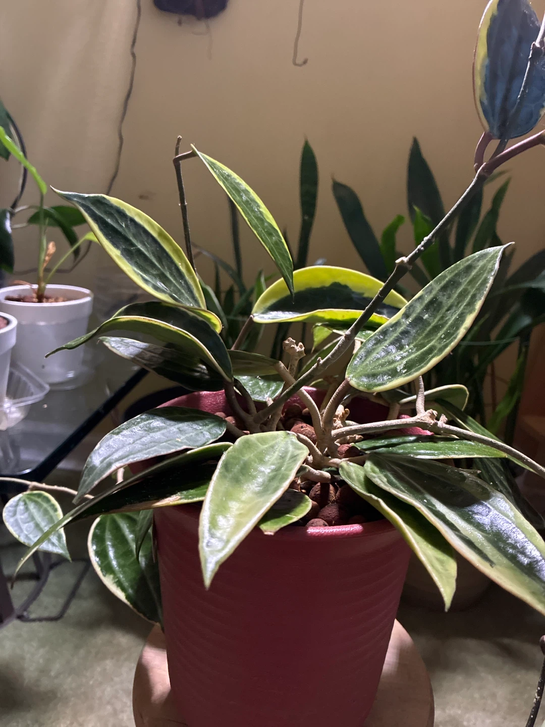 Hoya Macrophyllia Variegated Plant - photo 2