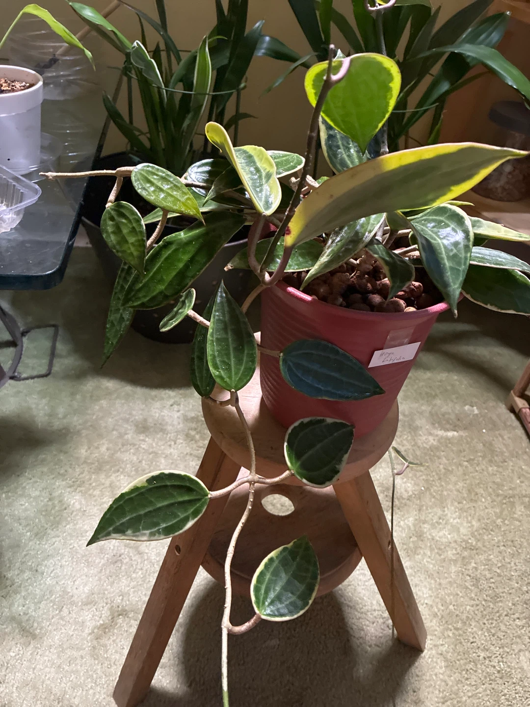 Hoya Macrophyllia Variegated Plant - photo 3