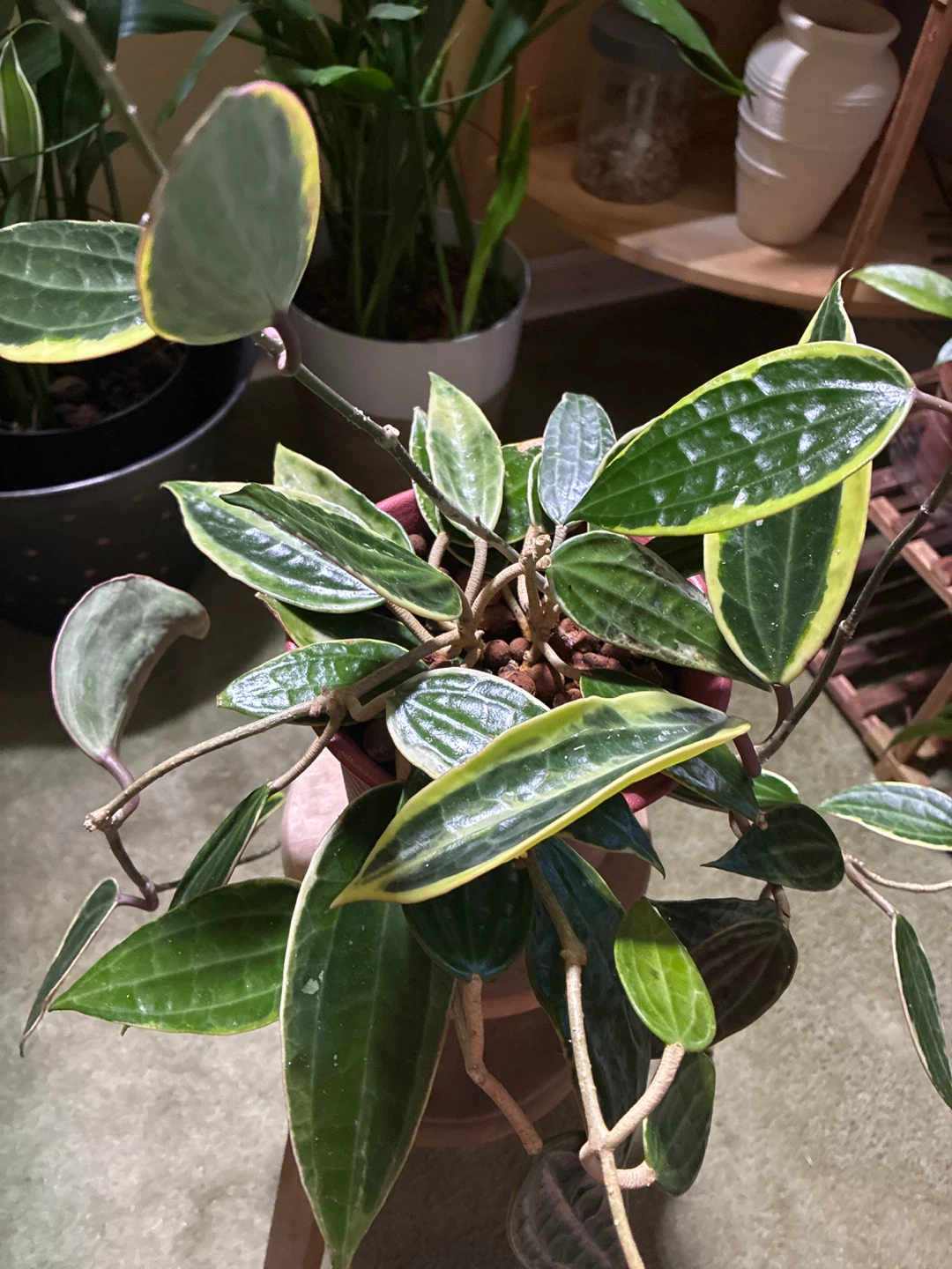 Hoya Macrophyllia Variegated Plant - photo 4