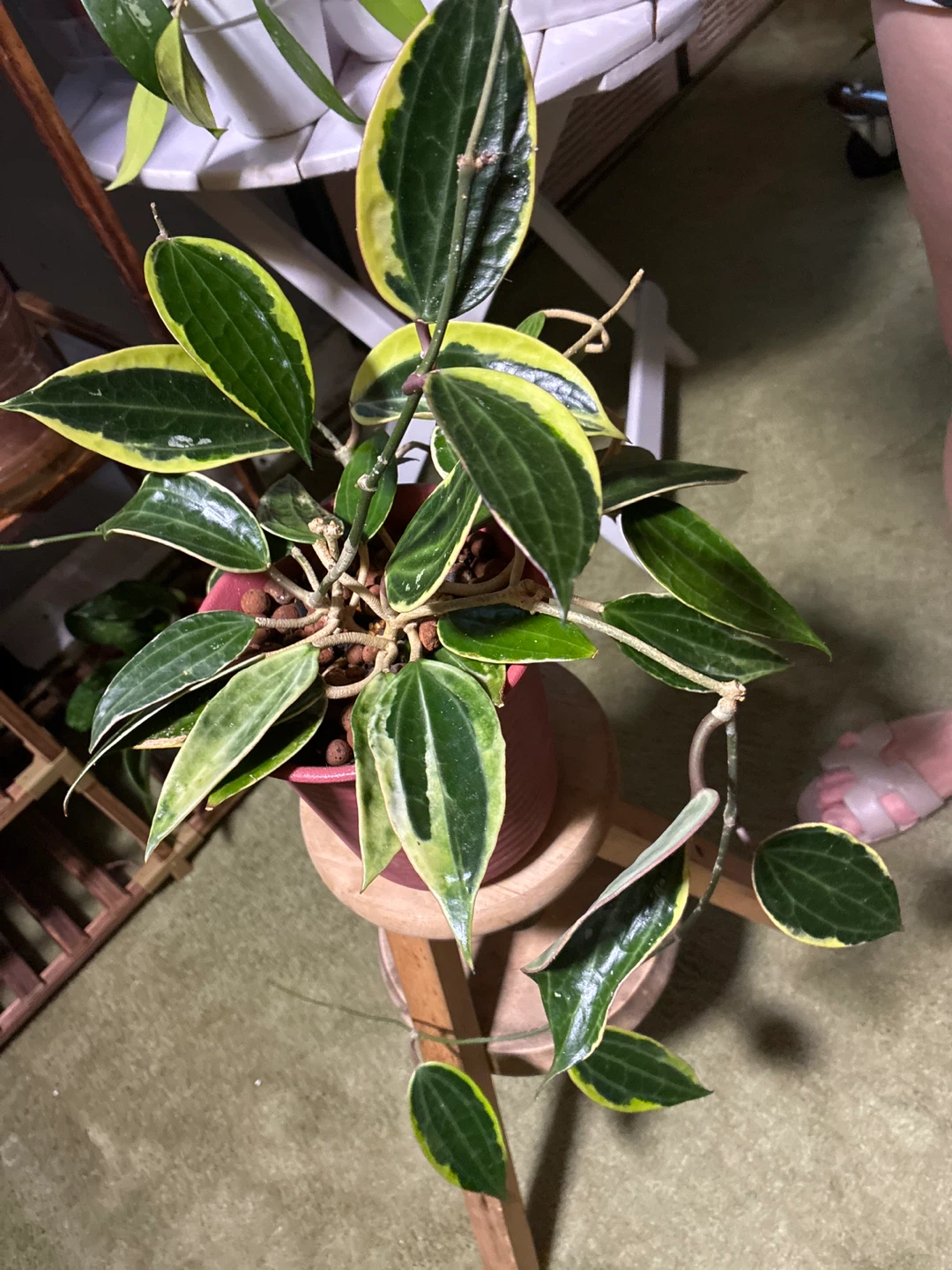 Hoya Macrophyllia Variegated Plant - photo 5