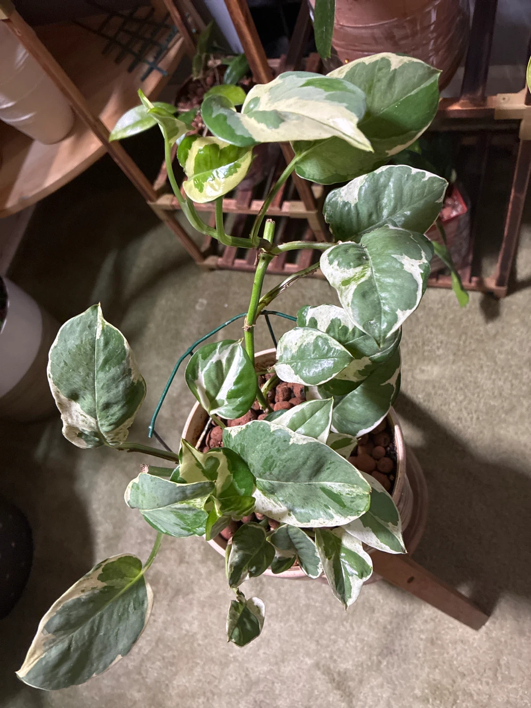 Pothos Plant - Marble Queen