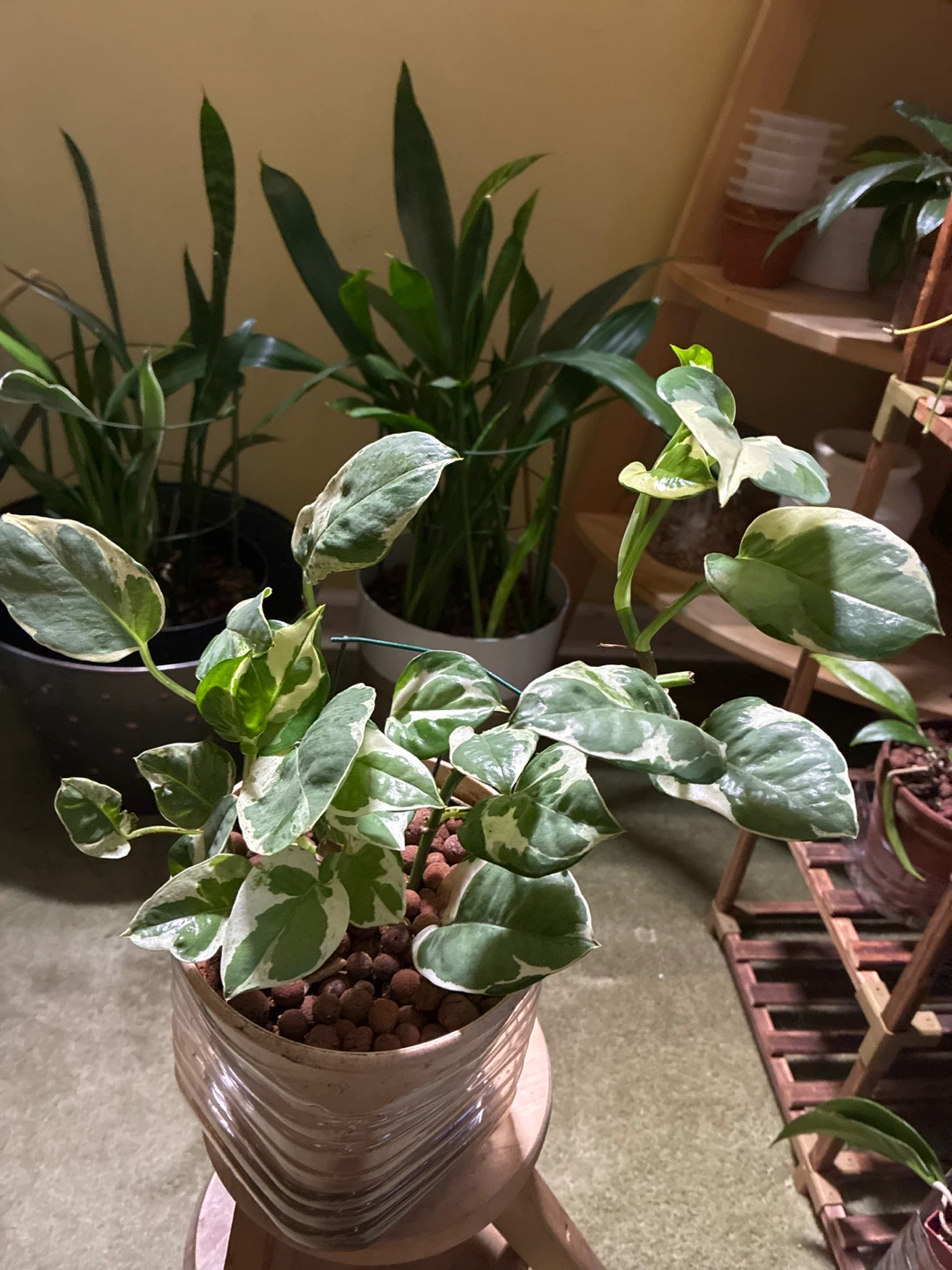 Pothos Plant - Marble Queen - photo 2