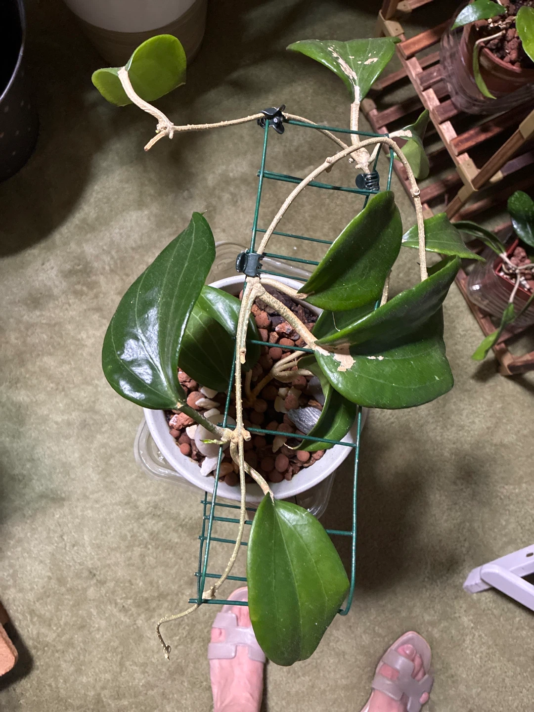 Hoya Quinguenervies Plant