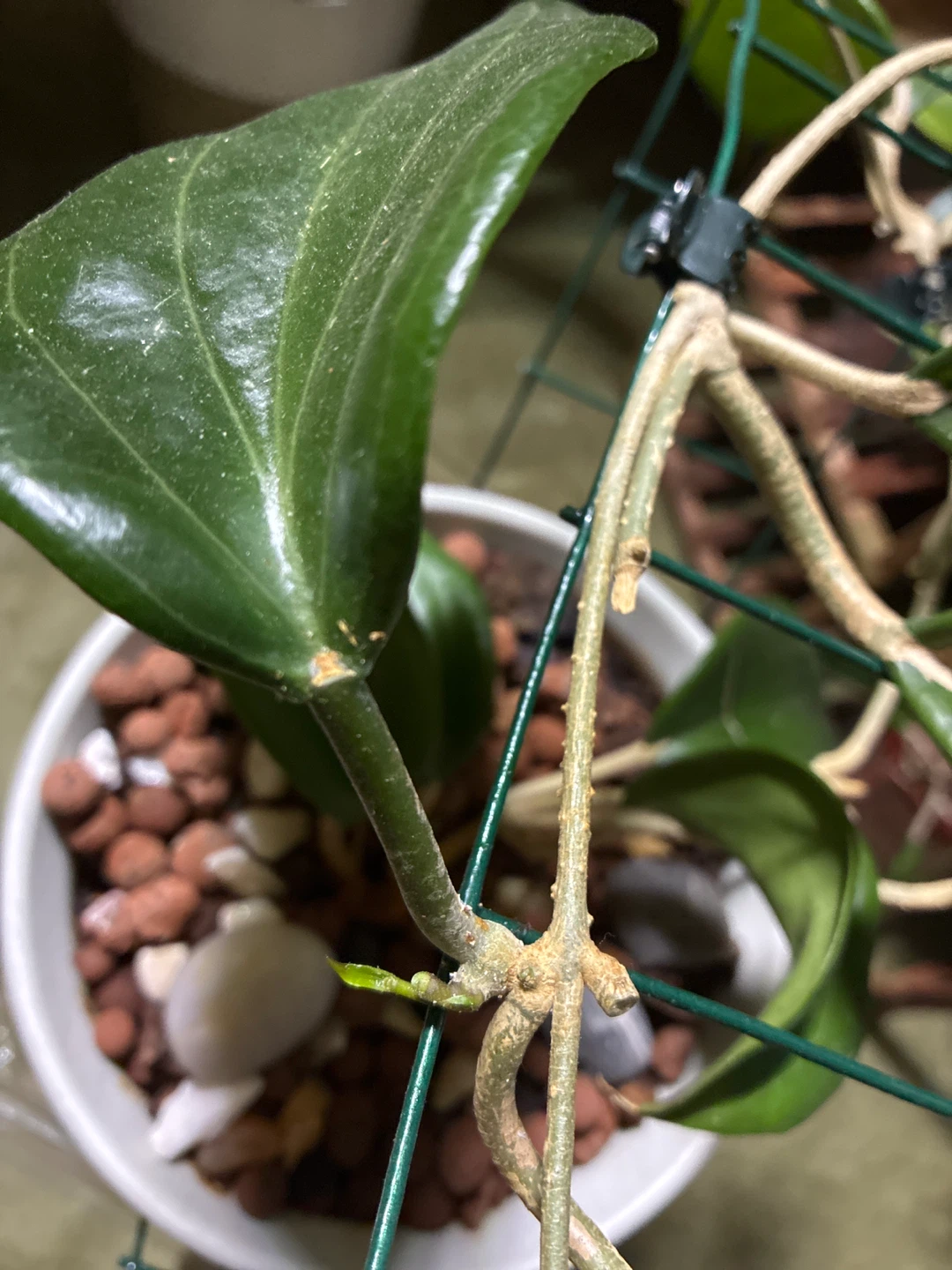 Hoya Quinguenervies Plant - photo 2