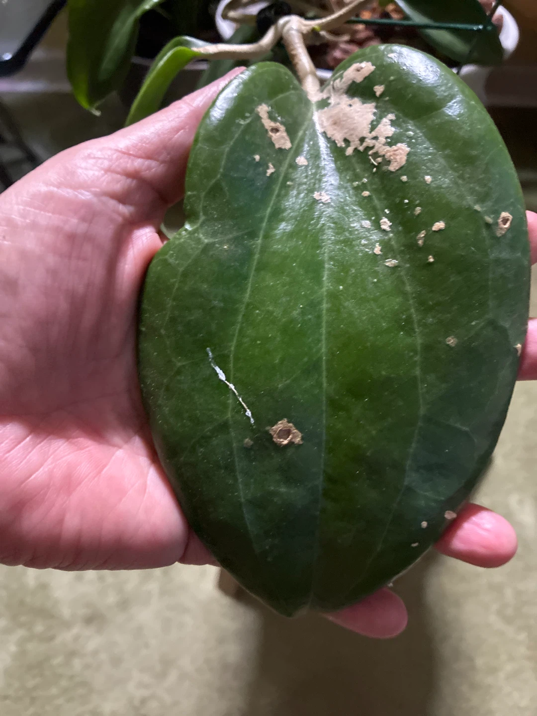 Hoya Quinguenervies Plant - photo 3