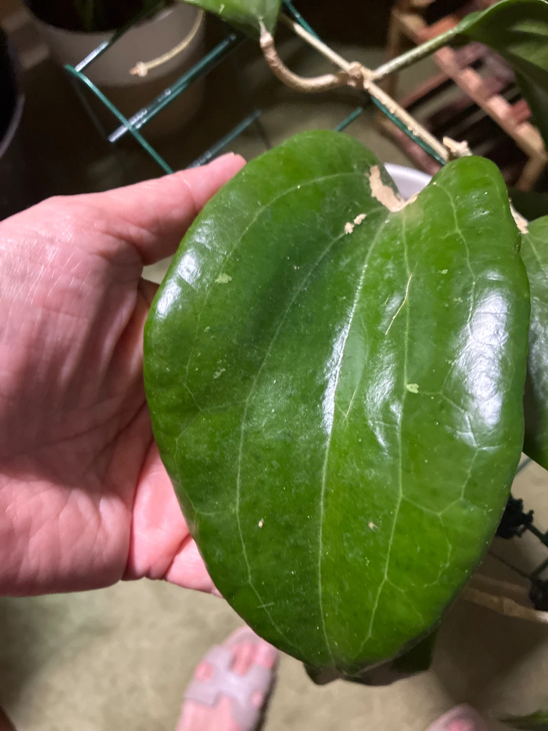 Hoya Quinguenervies Plant - photo 4