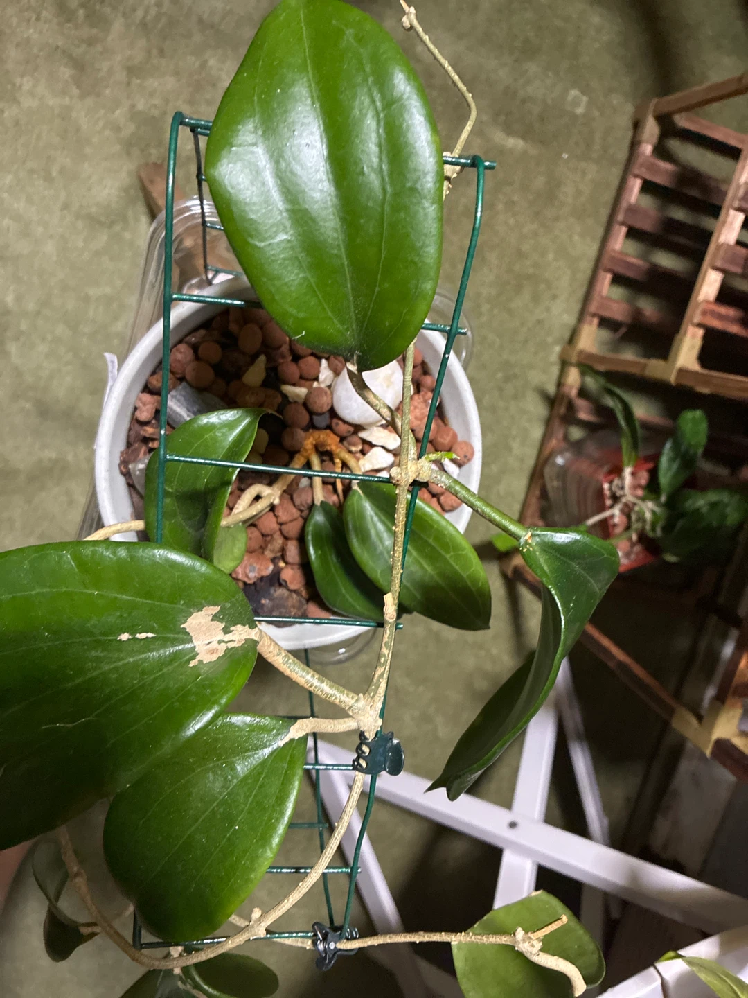 Hoya Quinguenervies Plant - photo 5