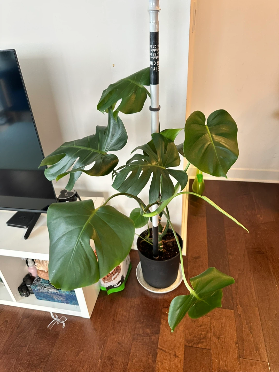 Monstera Deliciosa Plant