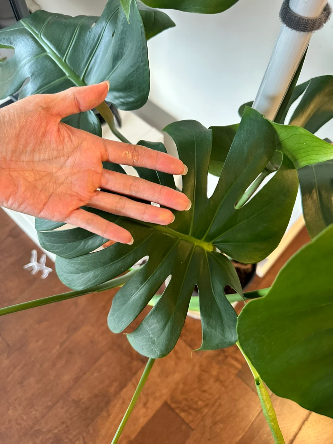 Monstera Deliciosa Plant - photo 2