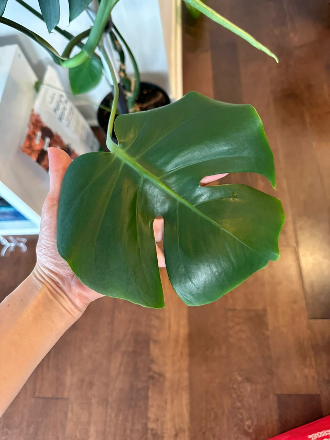 Monstera Deliciosa Plant - photo 3