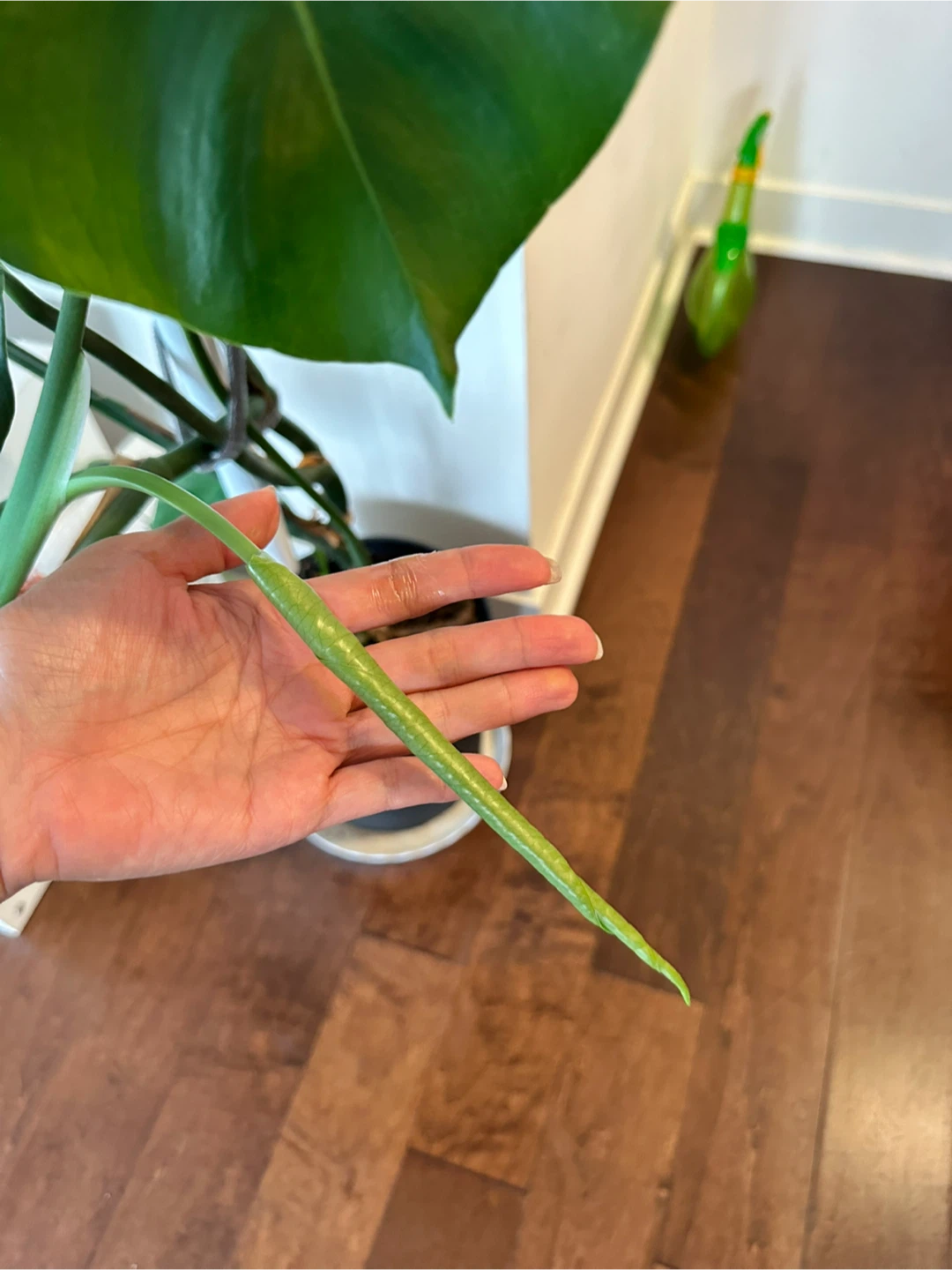 Monstera Deliciosa Plant - photo 4