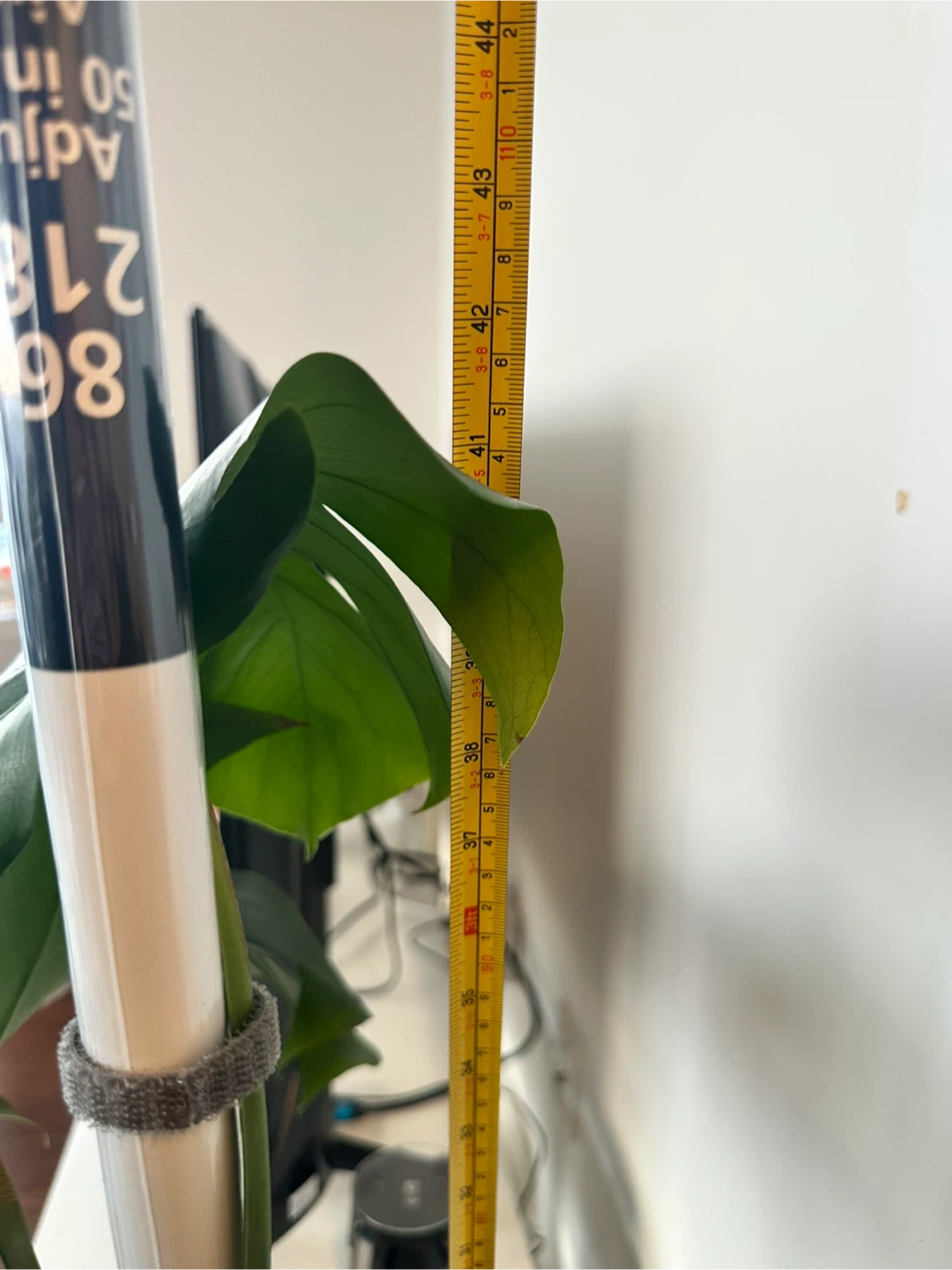 Monstera Deliciosa Plant - photo 5