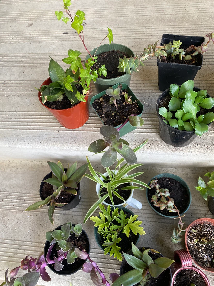 Houseplants near WEM - photo 2