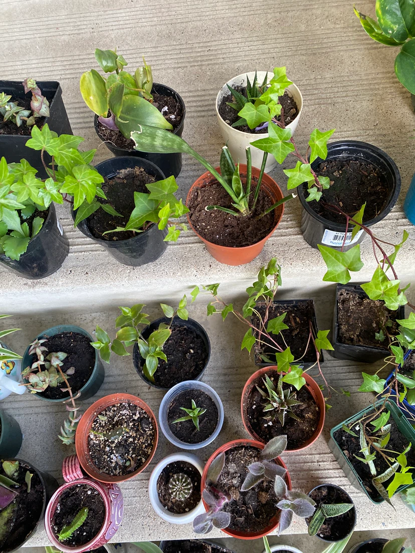Houseplants near WEM - photo 3