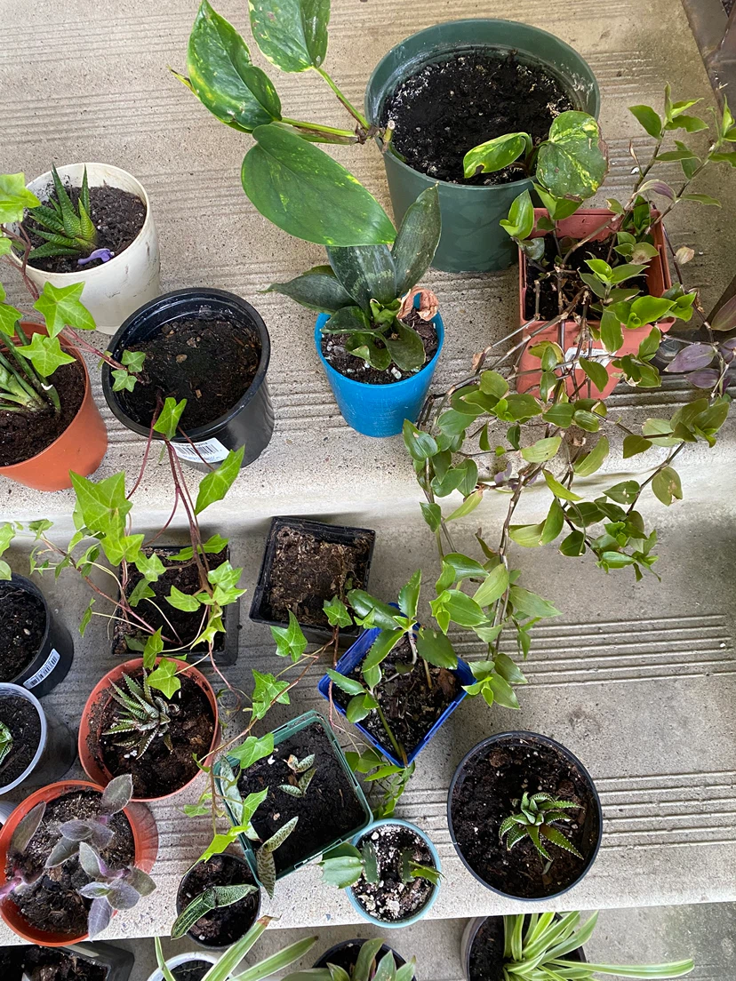 Houseplants near WEM - photo 4