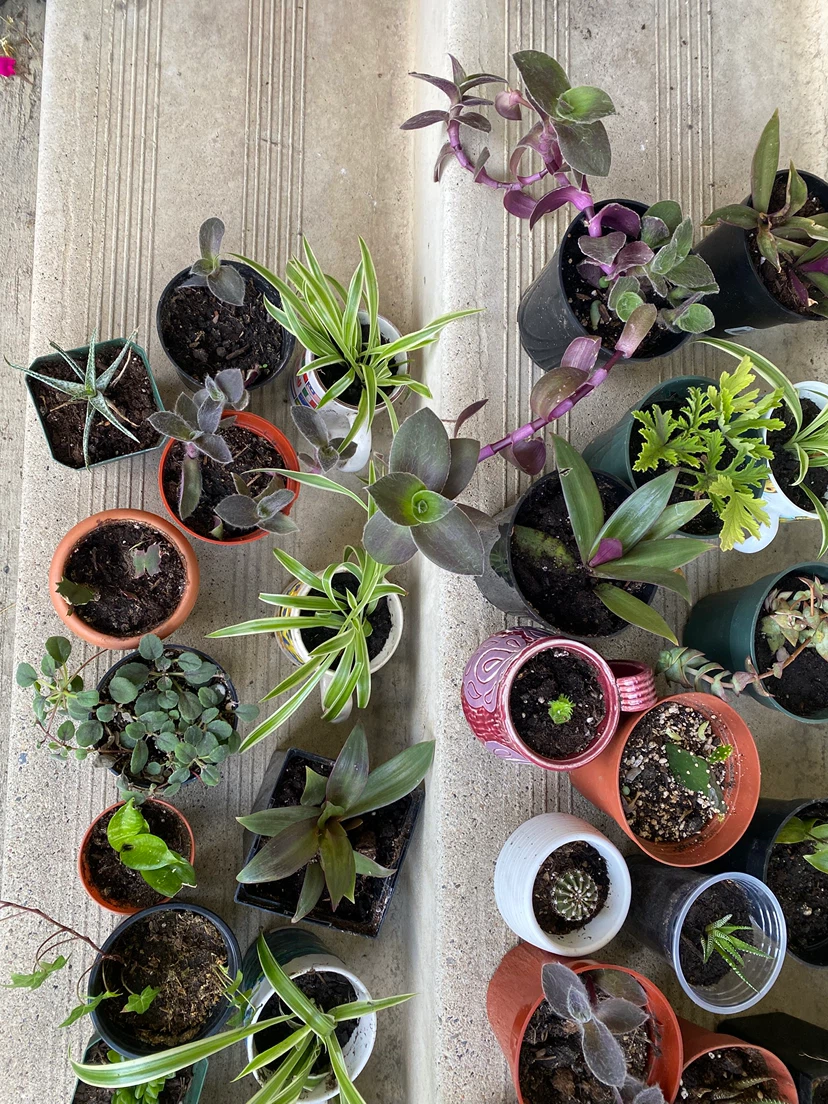 Houseplants near WEM - photo 5