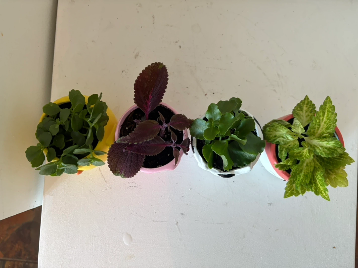 Set of 4 Cute Animal Planters - photo 3