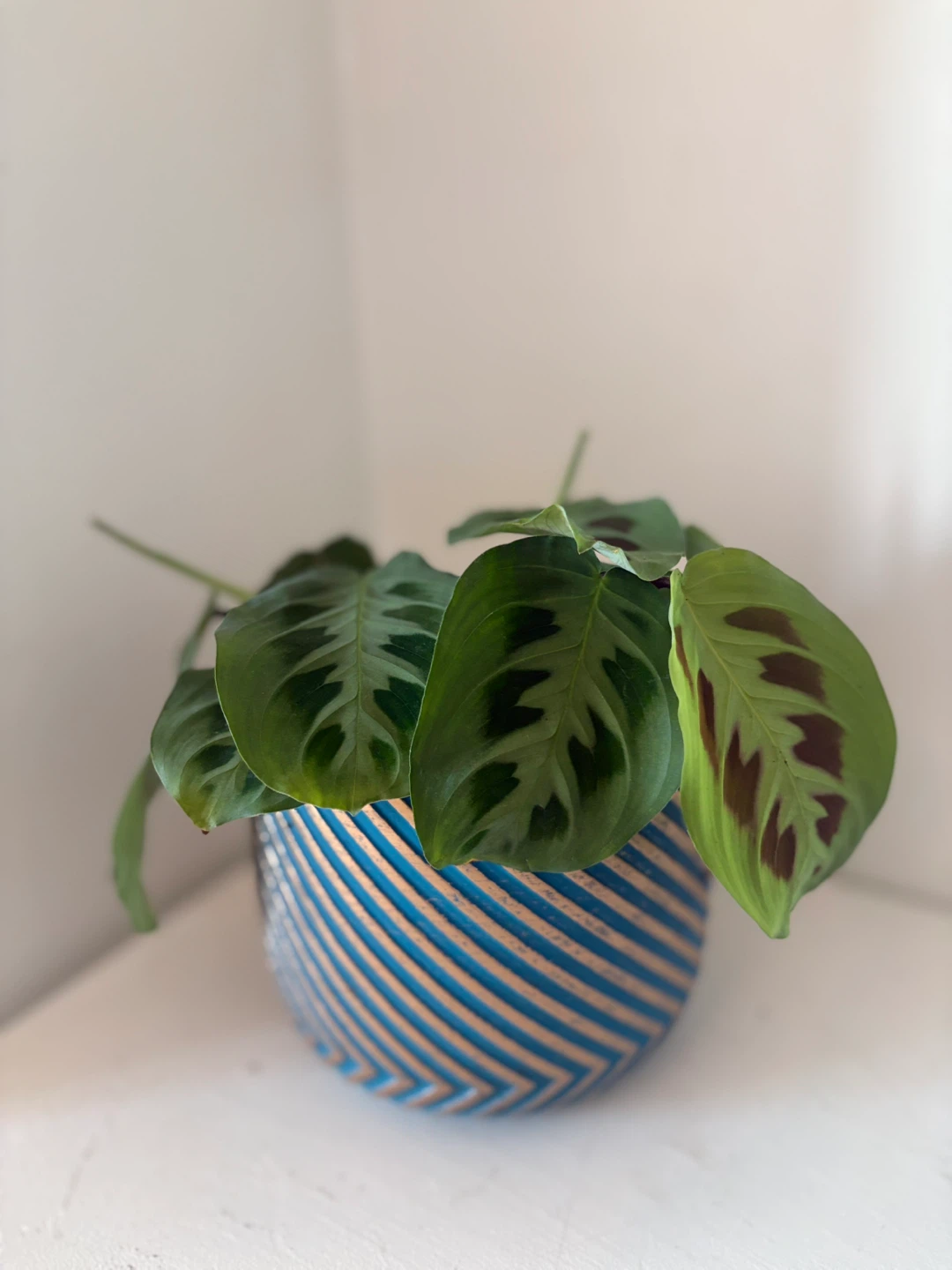 Prayer Plant in Decorative Pot