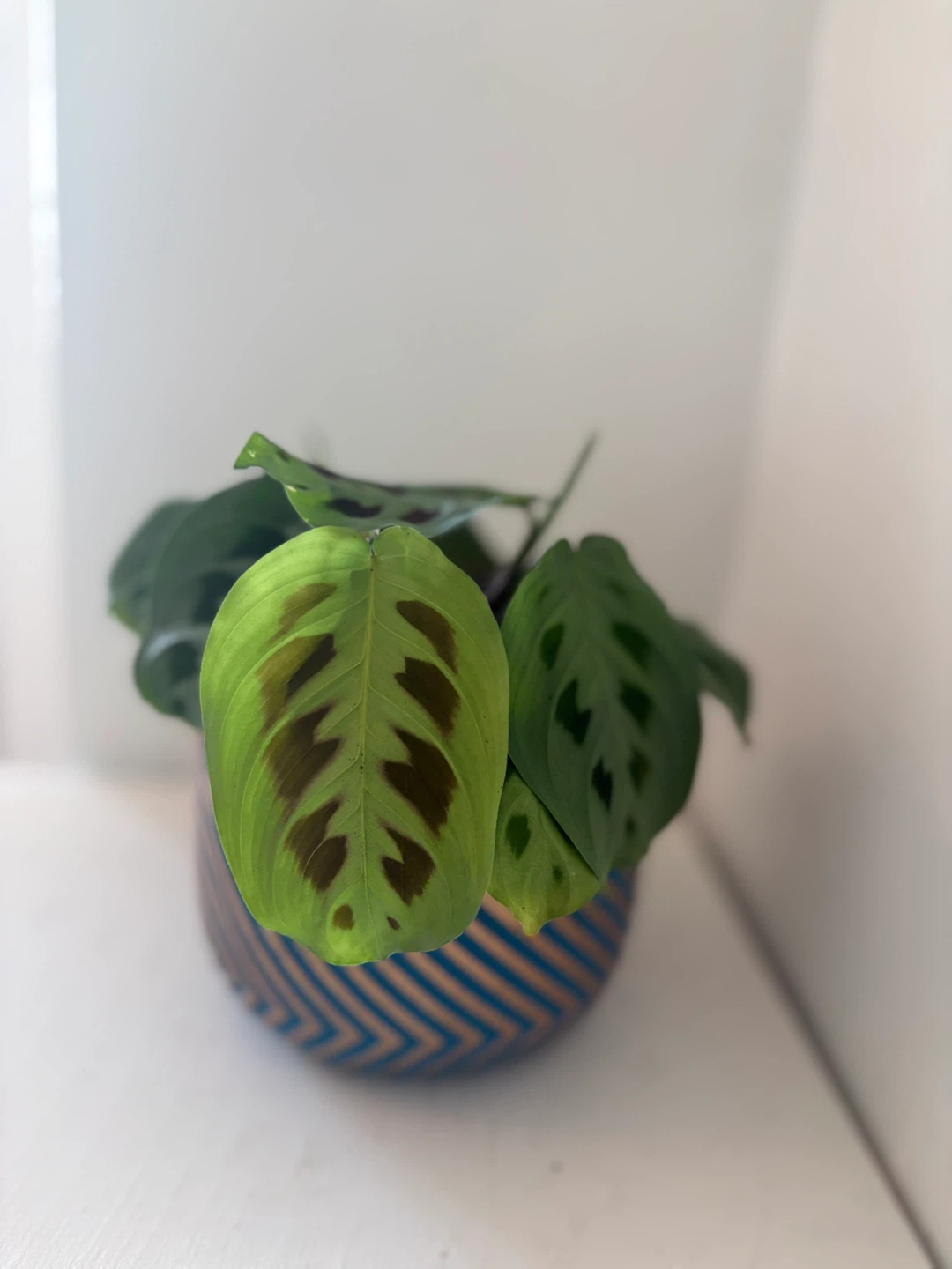Prayer Plant in Decorative Pot - photo 3