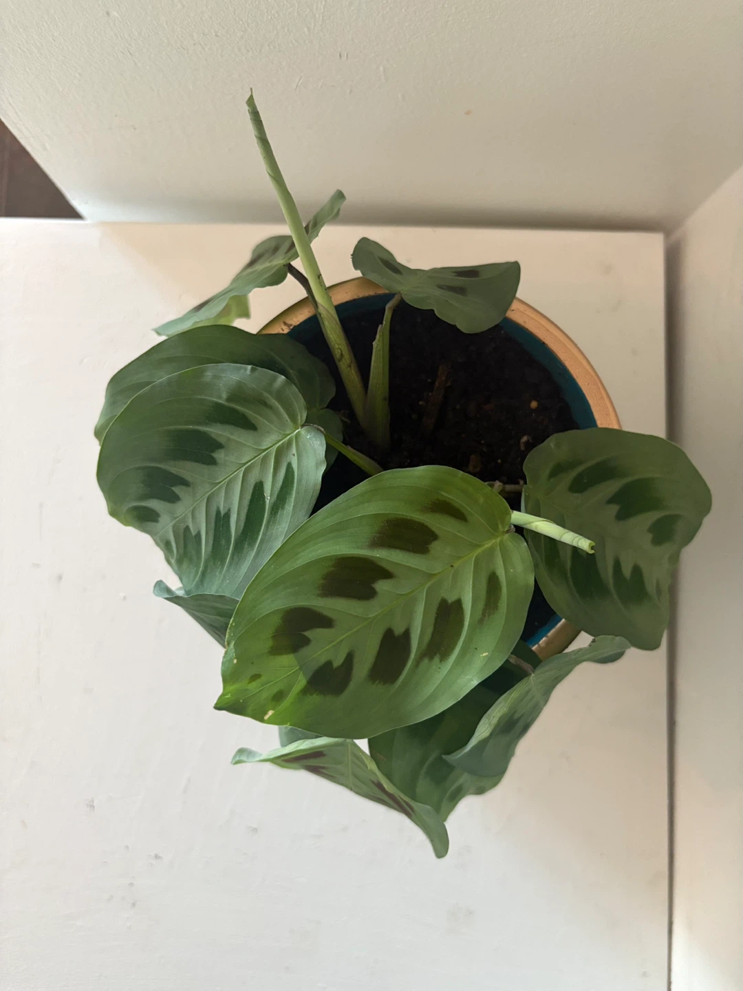 Prayer Plant in Decorative Pot - photo 2