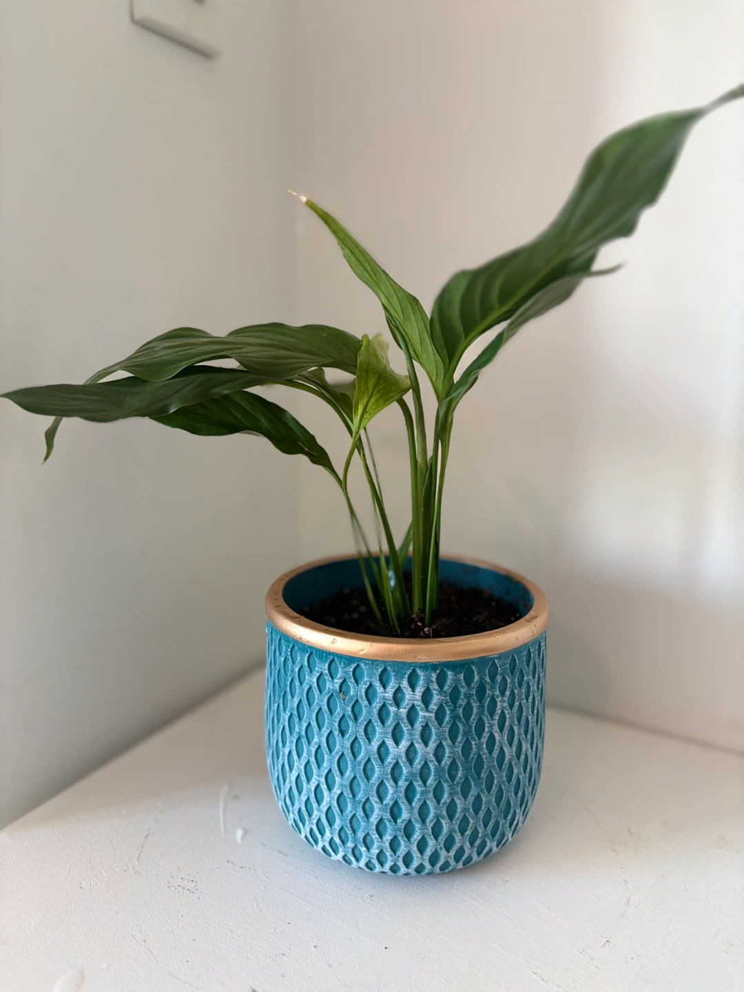 Peace Lily Plant in Teal Pot