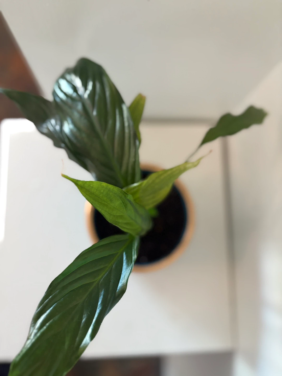 Peace Lily Plant in Teal Pot - photo 2
