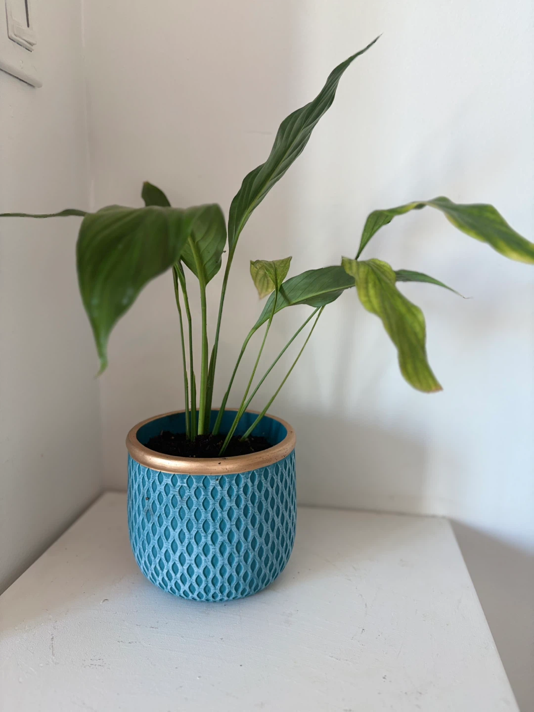 Peace Lily Plant in Teal Pot - photo 3