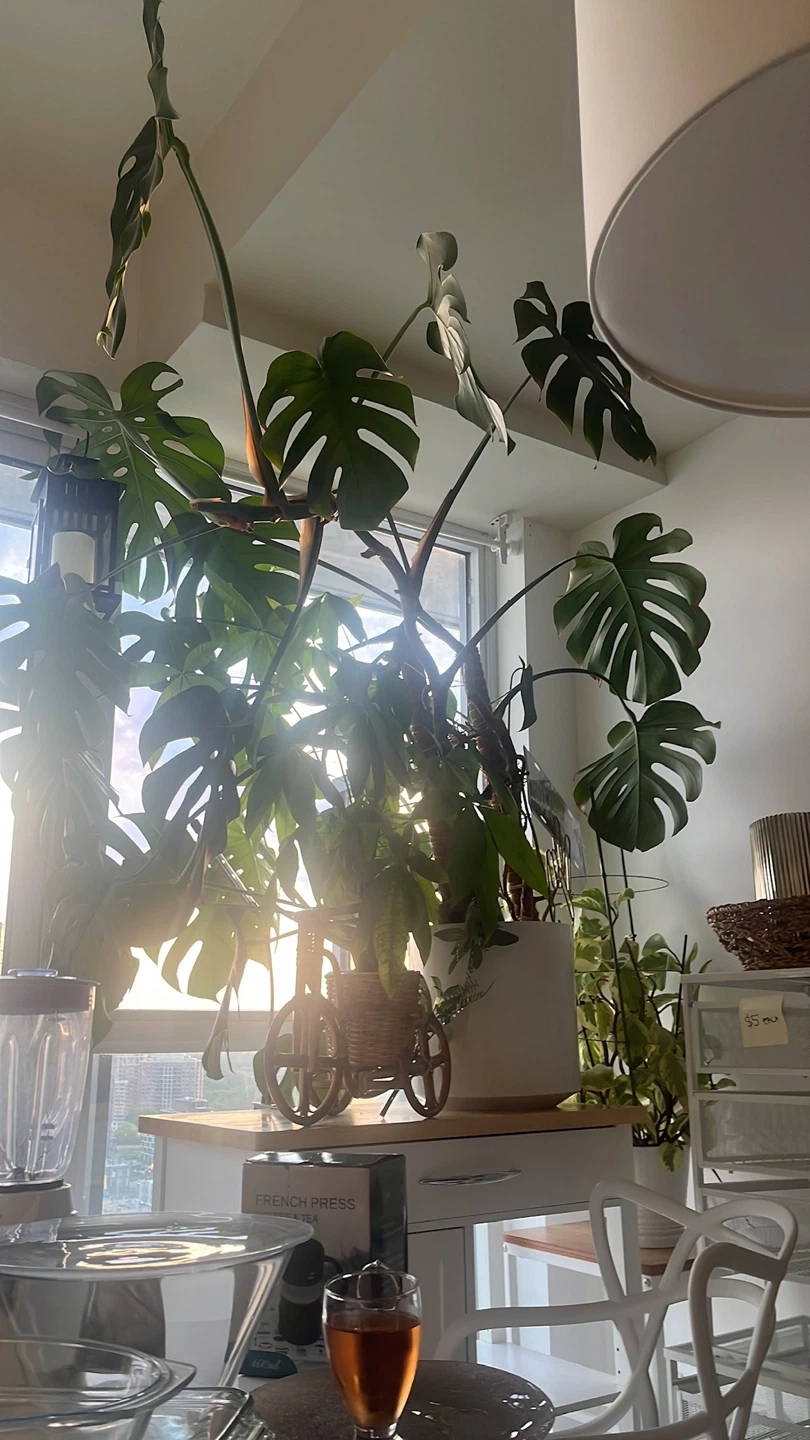 Monstera Deliciosa Plant
