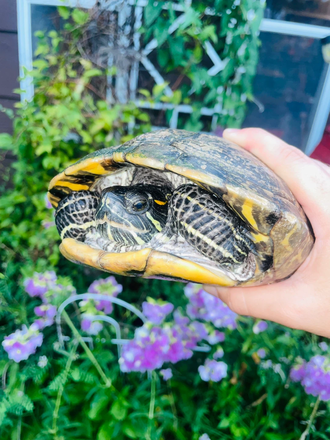 Red Eared Slider