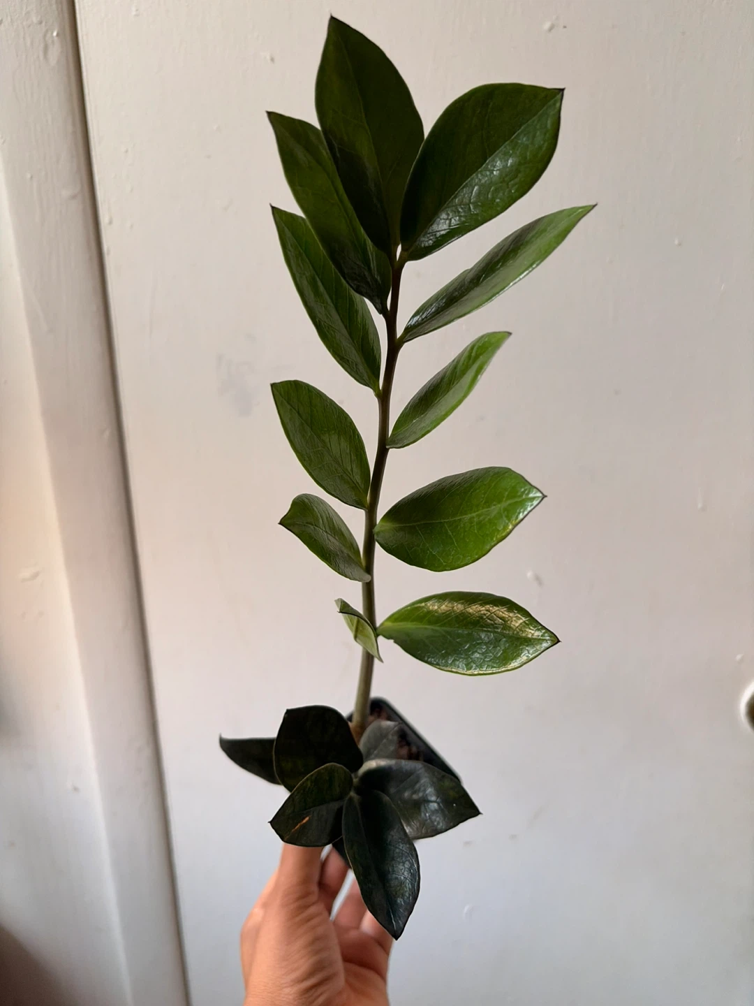 Black Raven ZZ Plant