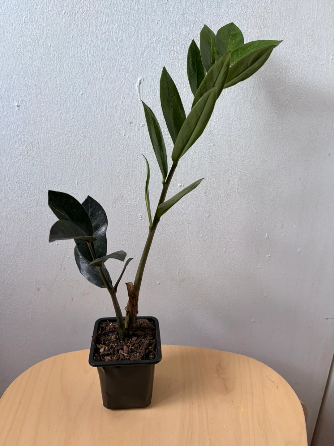 Black Raven ZZ Plant - photo 2