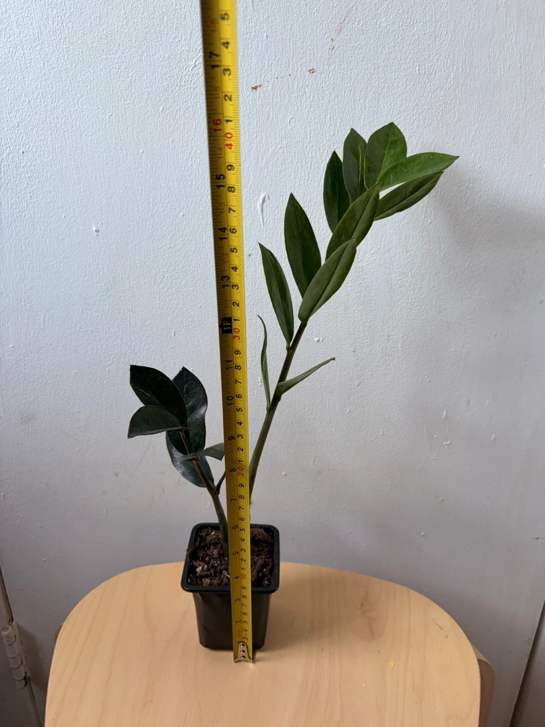 Black Raven ZZ Plant - photo 3