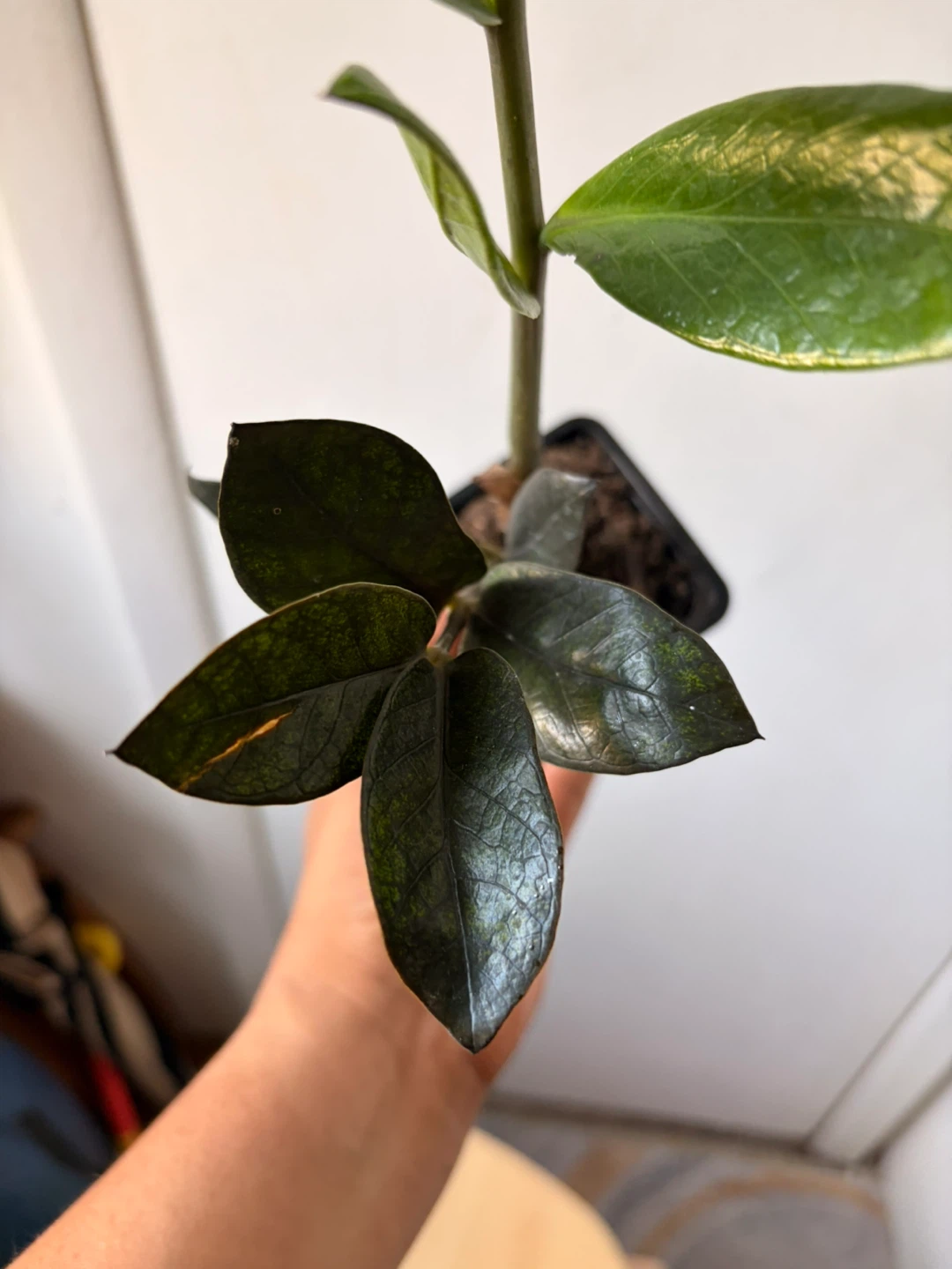 Black Raven ZZ Plant - photo 4