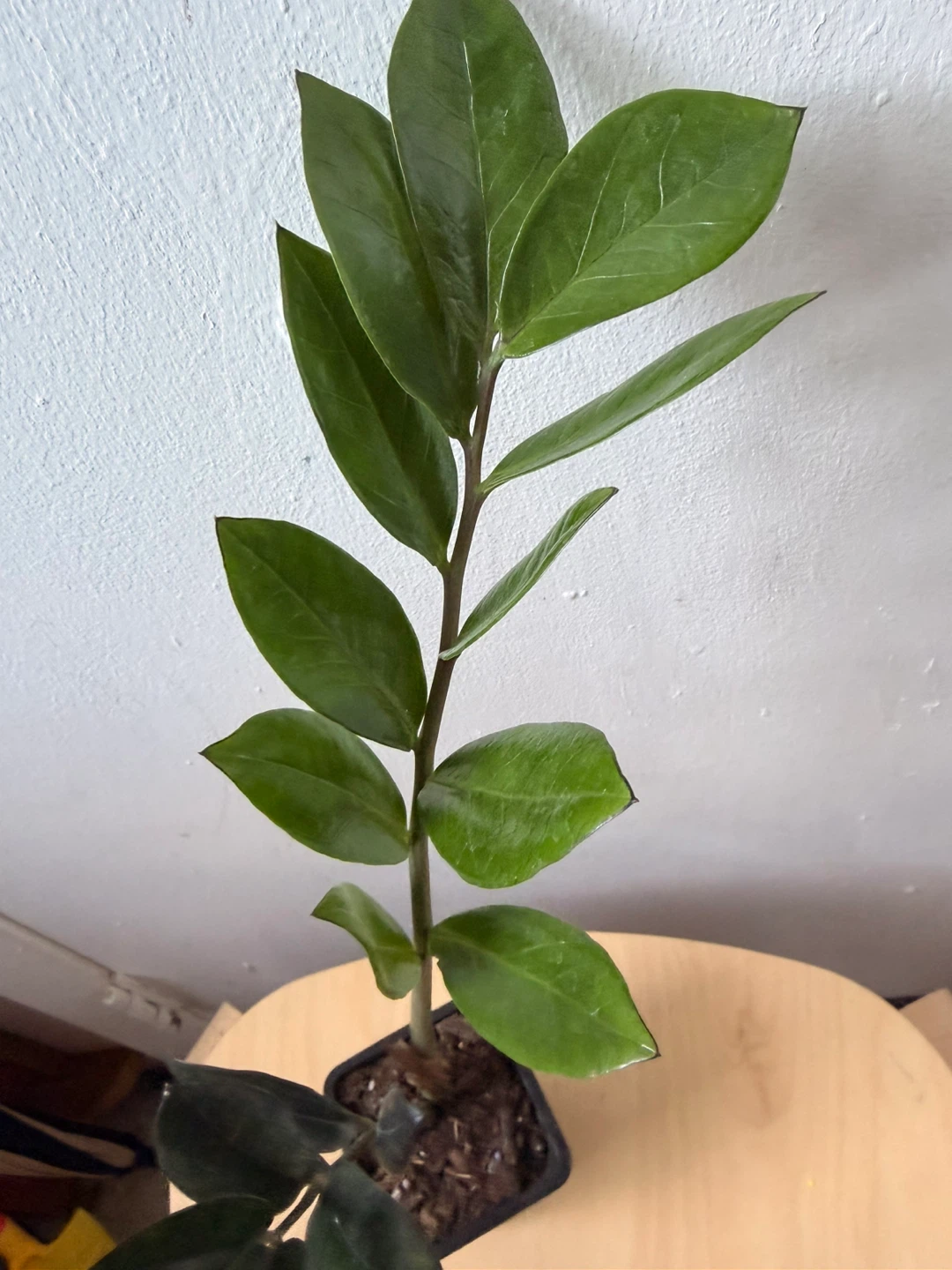 Black Raven ZZ Plant - photo 5
