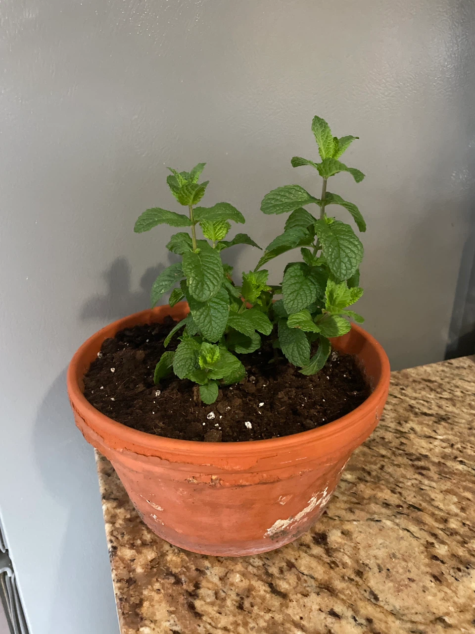 Mint Plant in Terracotta Pot