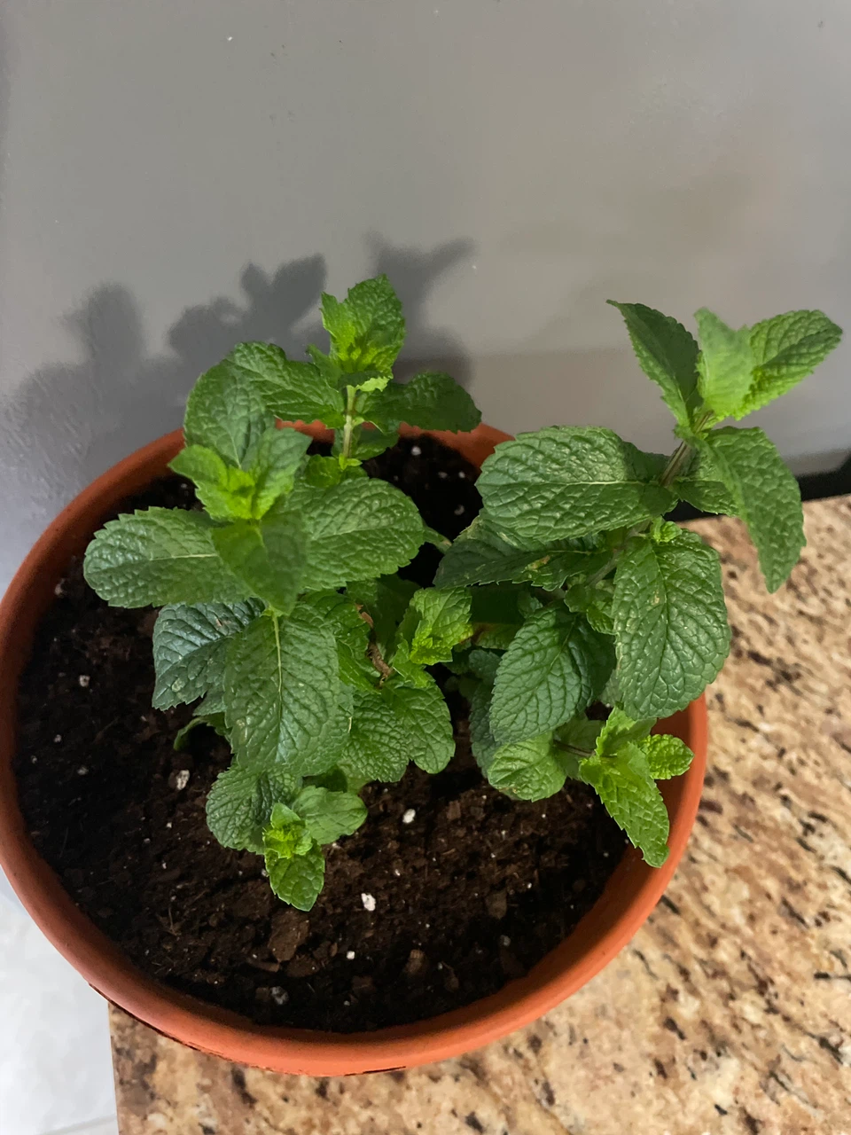 Mint Plant in Terracotta Pot - photo 2