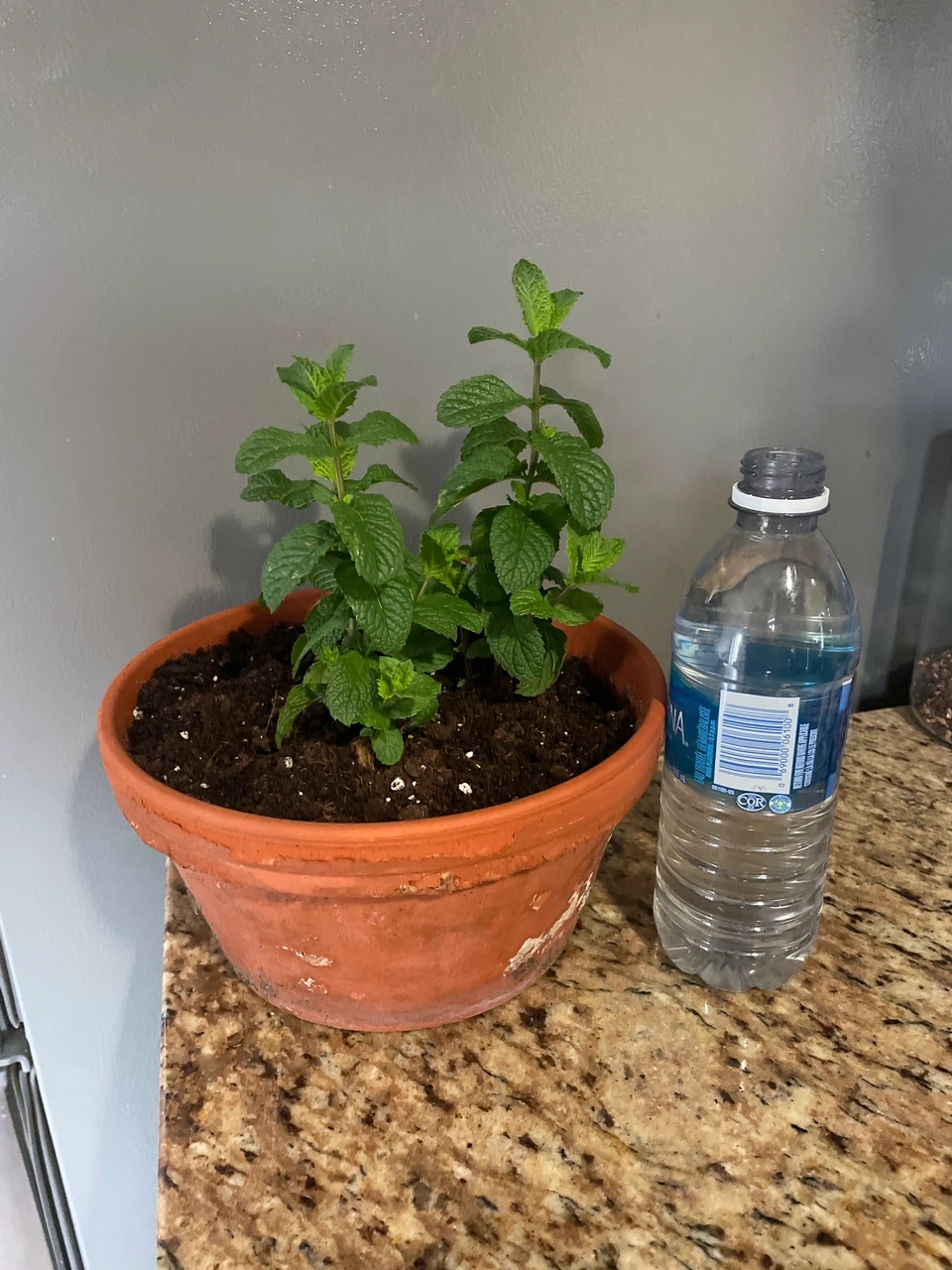 Mint Plant in Terracotta Pot - photo 3