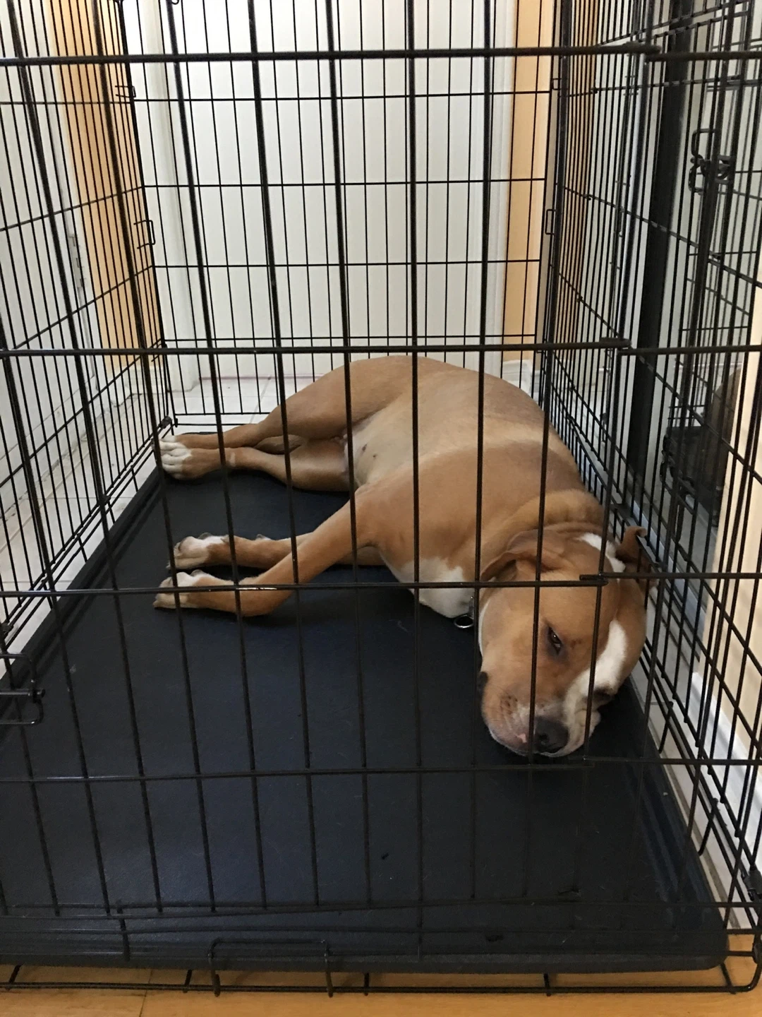 Extra large Dog Crate