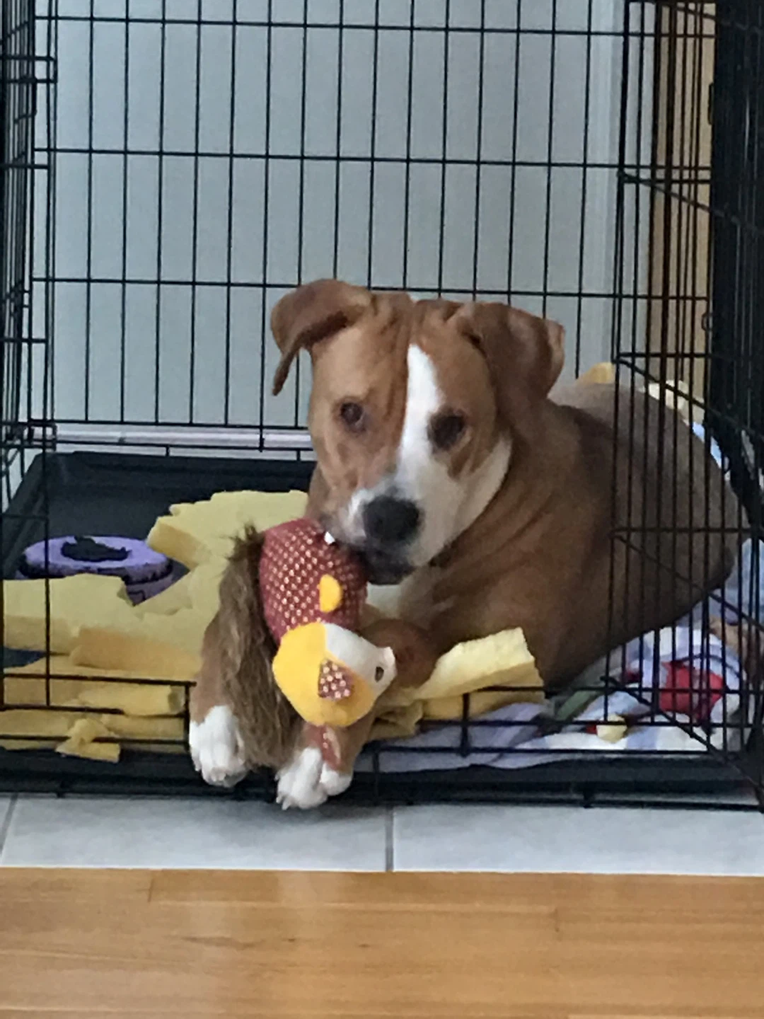 Extra large Dog Crate - photo 2