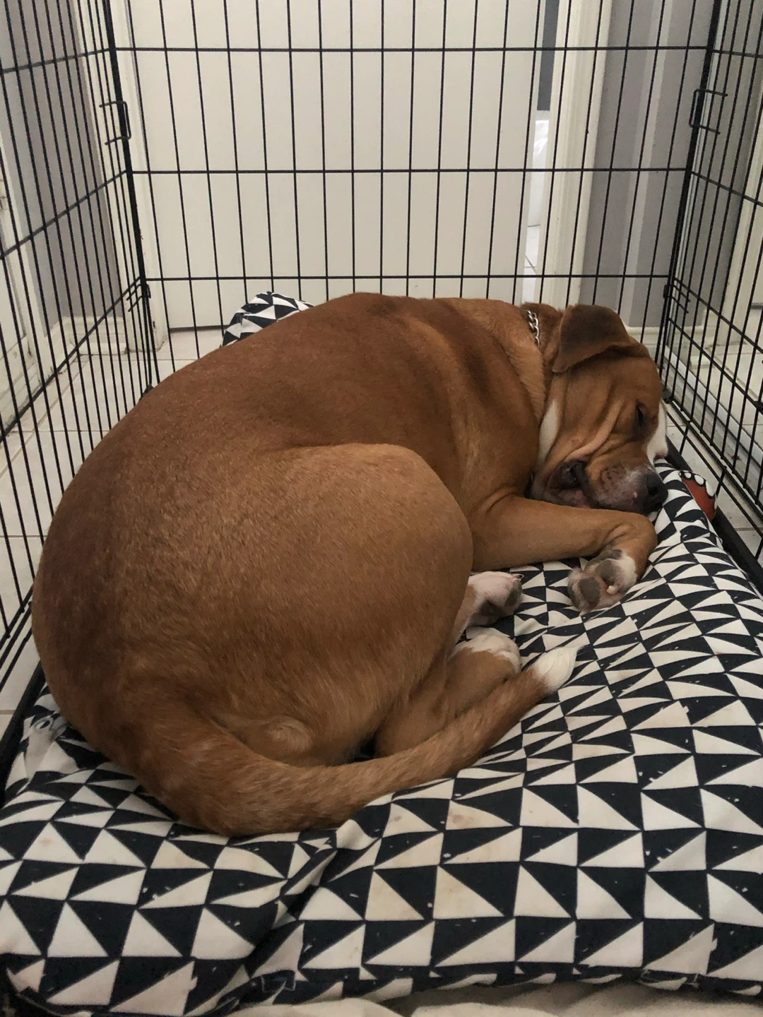 Extra large Dog Crate - photo 3