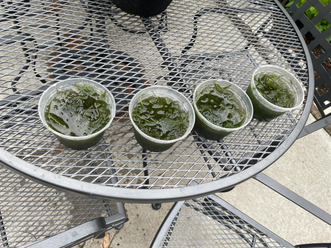 Horn Wort