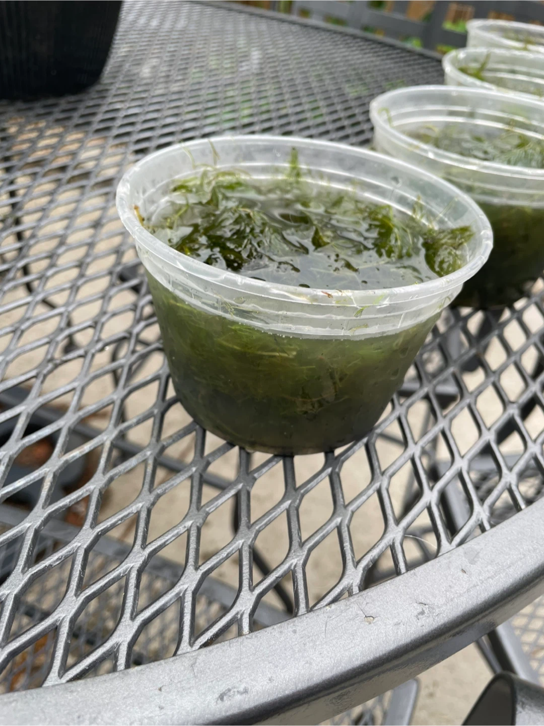 Horn Wort - photo 2