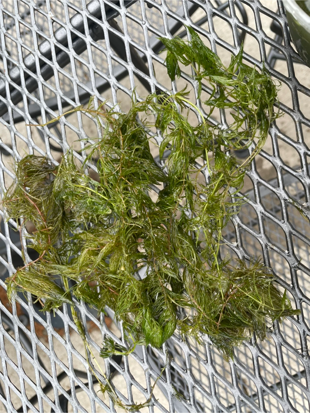 Horn Wort - photo 3