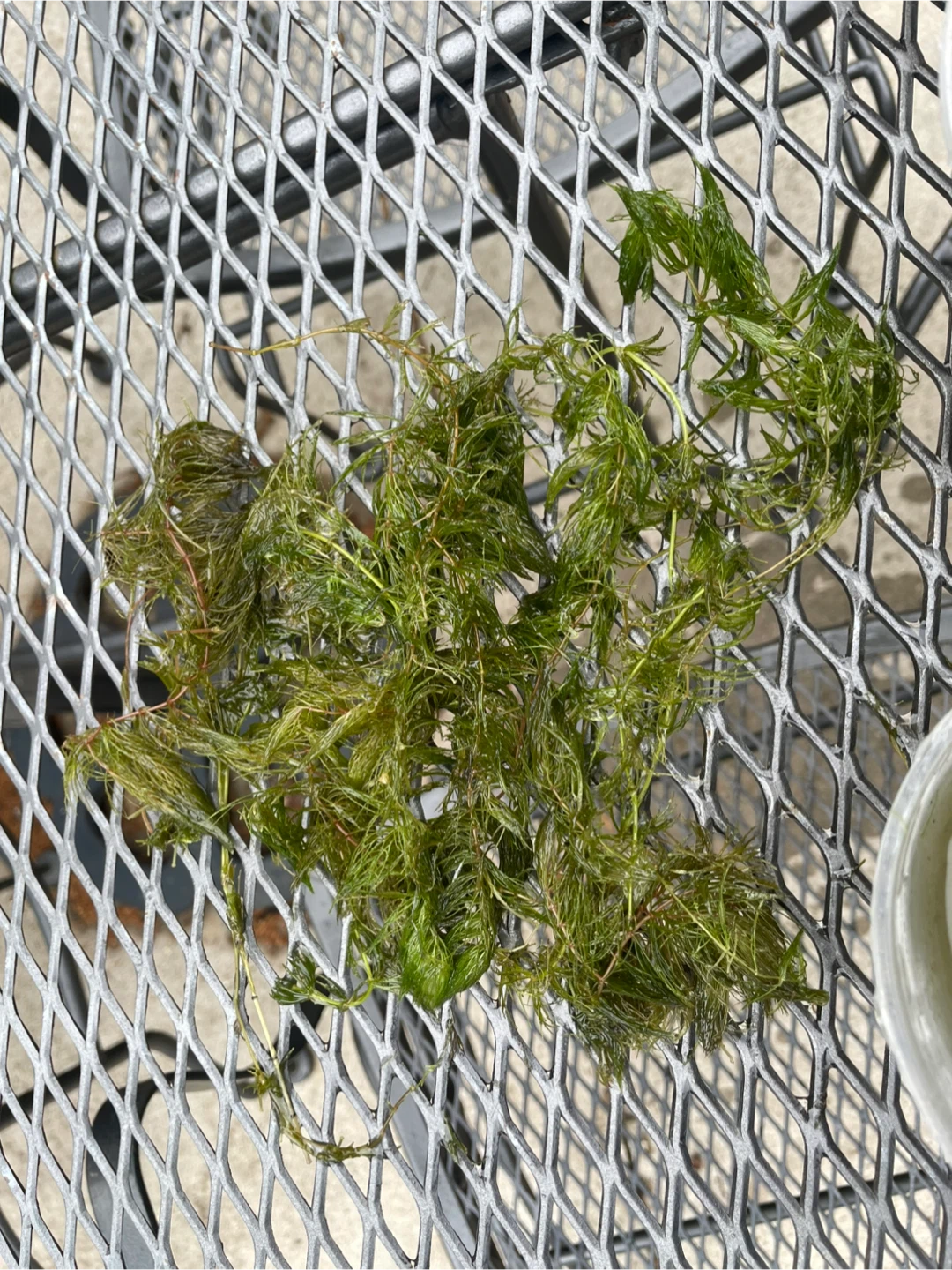 Horn Wort - photo 4