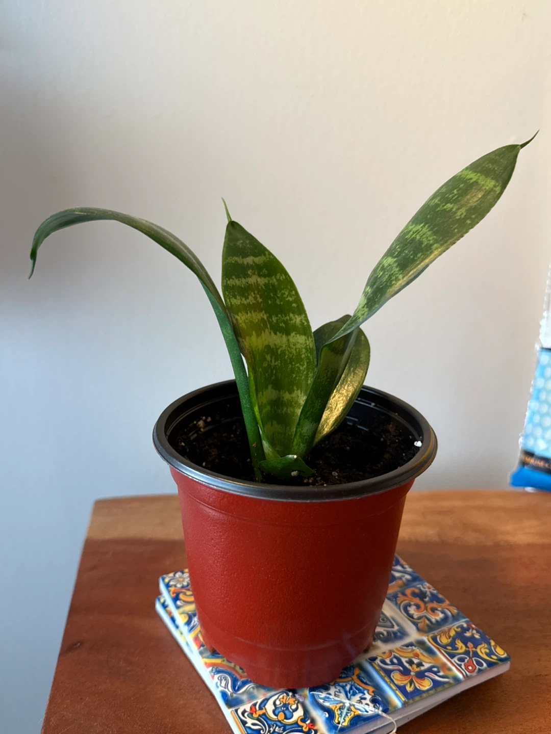 Sansevieria Plant in Red Pot - photo 4