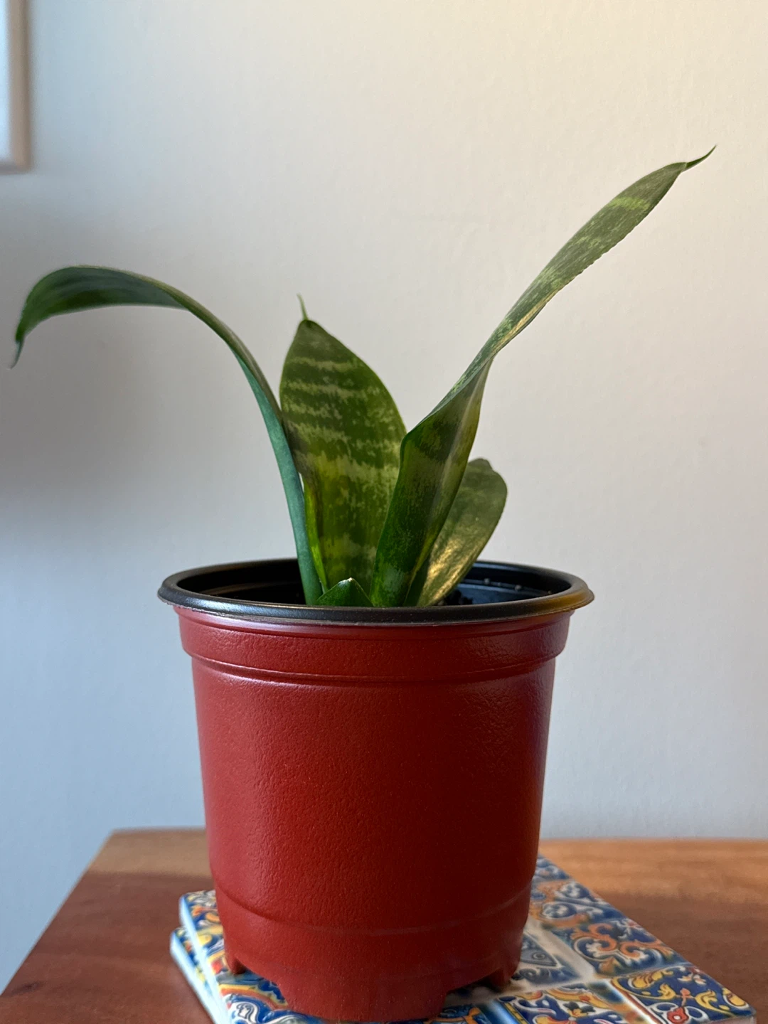 Sansevieria Plant in Red Pot - photo 5