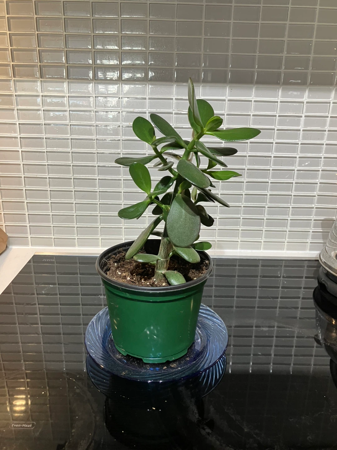 Jade Plant